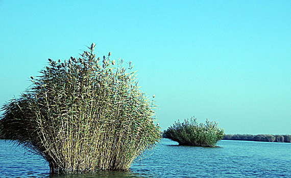 soi đề miền bắc