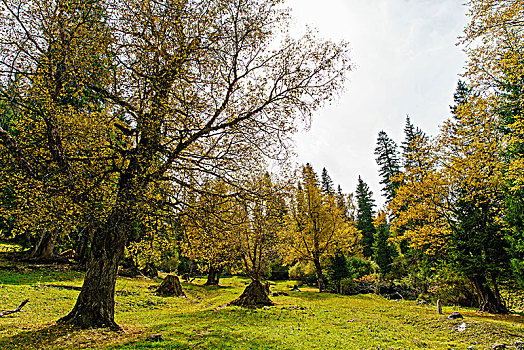 tỉ lệ ăn 3 càng